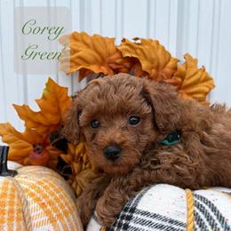 Corey Green (Boy 5) - Red  male Poodle puppy in Miami, Florida from Katy's Toy Poodles & Doodles