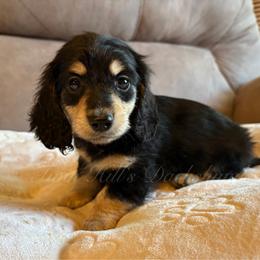 Sage's girl - black and cream - Black and cream female Dachshund puppy in Jonesboro, Illinois from Twin Hills Dachshunds