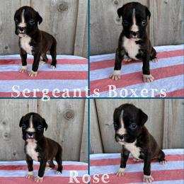 Rose - Brindle female Boxer puppy in Madisonville, Texas from Sergeant's Boxers