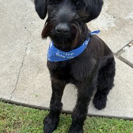 Shadow - Black male Giant Schnauzer puppy in Oceanside, California from Silva Giant Schnauzers