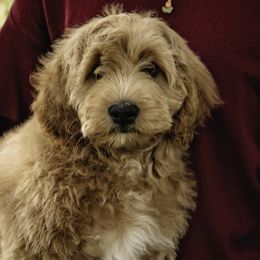Pink Collar Girl - Apricot Assorted Doodle Crosses puppy in Hebron, Indiana from Duneland Doodles