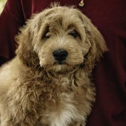 Pink Collar Girl - Apricot Assorted Doodle Crosses puppy in Hebron, Indiana from Duneland Doodles