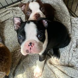 Sullivan 'Sully' - Black and white male Boston Terrier puppy in Murrells Inlet, South Carolina from Inlet Boston Terriers