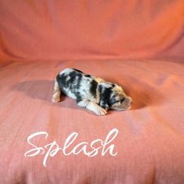Splash - Blue merle female Aussiedoodle puppy in Ellenburg Center, New York from Kristin's Puppies