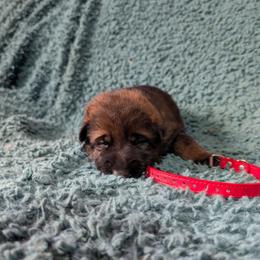 Red - Sable male German Shepherd puppy in Motley, Minnesota from Von Thomson Haus