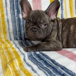 French Bulldog Puppies from South Texas Frenchies