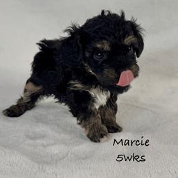 Marcie - Black and tan female Yorkipoo puppy in Waldorf, Maryland from Luv My Yorkies, LLC