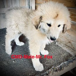 Light Green Collar - Badger male Colorado Mountain Dog puppy in Del Norte, Colorado from FAFO Ranch