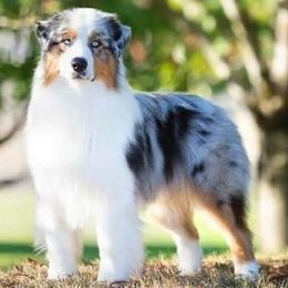 Australian Shepherd Puppies from Imagine Australian Shepherds