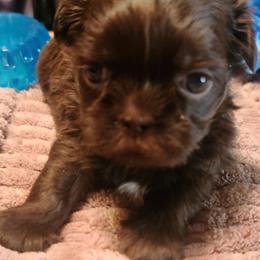 Puppy one - Chocolate male Shih Tzu puppy in Belleville, Michigan from Patricia's Heavenly Earth Angels