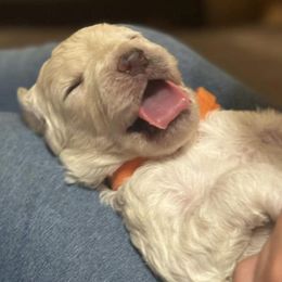 Goldendoodles from Watkin's Goldendoodles