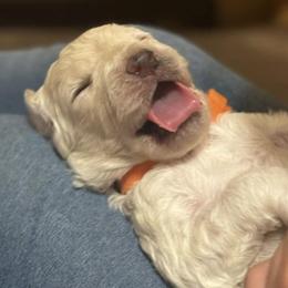 Goldendoodles from Watkin's Goldendoodles