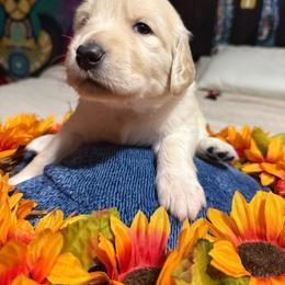 Sol (light blue) - Cream male Goldendoodle puppy in Portsmouth, Virginia from Hopping Howlers Ranch
