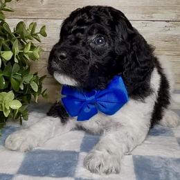 Nash - Parti male Goldendoodle puppy in Litchfield, Connecticut from Gracie Doodles CT