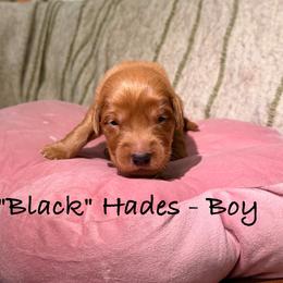 Hades - Dark golden male Golden Retriever puppy in Weston, Missouri from Love is Golden