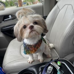 Belvedere - Shih Tzu