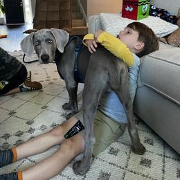 Weimaraners from Desert Rose Weimaraners
