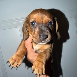 Pearl - Black and tan female Dachshund puppy in Nuevo, California from Weenie Hut Jrs