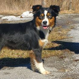 Gemma - Miniature Australian Shepherd