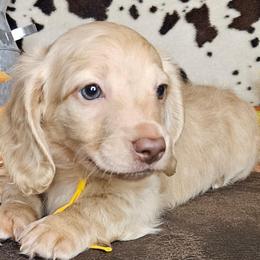 Dachshunds from Buck Fifty Ranch doxies