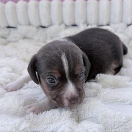 Pocket Beagle Bucky - Brown white and tan male Beagle puppy in Gentry, Arkansas from HC Puppy Ranch