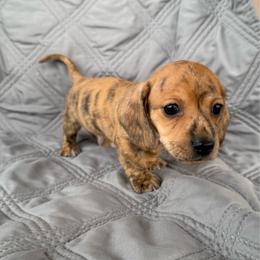 Boy 4 Lucky - Brindle male Dachshund puppy in Casa Grande, Arizona from Short n Sassy Dachshunds of AZ