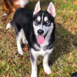 French Bulldogs and Siberian Huskies from Moore's Frenchies and Huskies