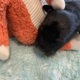 Black Phantom M5 - Black phantom male Aussiedoodle puppy in Bee Branch, Arkansas from Scroggins Creek Doodles