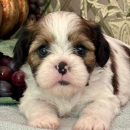 Charles - Black gold and white male Cavatzu puppy in Oklahoma from Rocky Oak Cavaliers & Biewer Terriers LLC