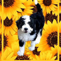 Poodles from Meadowbrook Poodles