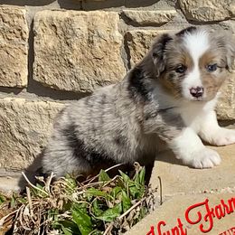 Australian Shepherd, Miniature Australian Shepherd, and Toy Australian Shepherd Puppies from Hunt Farms Mini Aussies