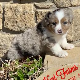 Australian Shepherd, Miniature Australian Shepherd, and Toy Australian Shepherd Puppies from Hunt Farms Mini Aussies