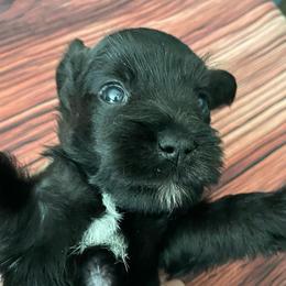 Stormy - Black male Miniature Schnauzer puppy in Interlachen, Florida from Pam's Schnauzers