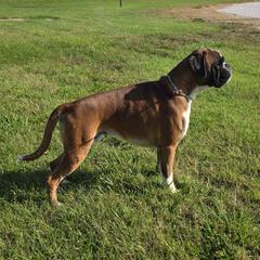 Hamlet - Boxer