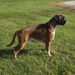 Hamlet - Boxer
