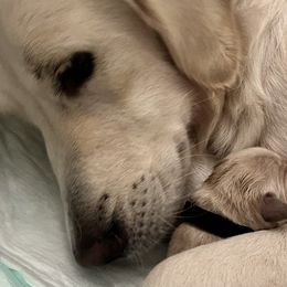 Golden Retrievers from Sweetbay Goldens