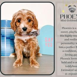 Phoenix - Red  male Goldendoodle puppy in Hilton, New York from The House of Goldendoodle