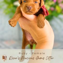 Ruby - Red  female Goldendoodle puppy in Atlanta, Georgia from Teddy Puppies