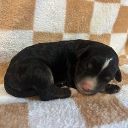 Little Joe - Phantom male Bernedoodle puppy in Holden, Missouri from Mid-West Bernedoodles
