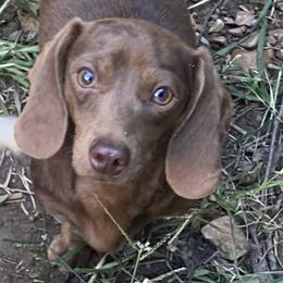S’mores - Dachshund