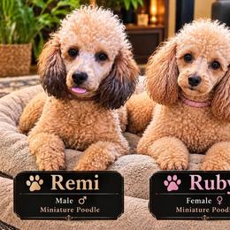 Poodle Puppies from Seattle Sankofa Kennel Club