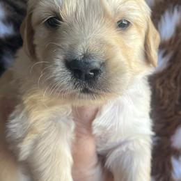 Silver female - Golden female Golden Retriever puppy in Jesup, Georgia from Painted Platinum Retrievers (Painted Platinum Kennel) PPK