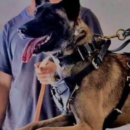 Belgian Malinois, Dutch Shepherds, Jagdterriers, and xDutch Shepherds from Iron Sight K9s