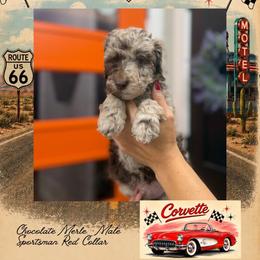 Corvette - DallasTX - 4,000 - Chocolate male Goldendoodle puppy in Garland, Texas from Twilight Doodles
