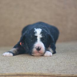 Orange collar male - Tri-color male Bernedoodle puppy in Scottsboro, Alabama from Dixie Land Doodles