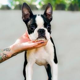Gwen - Boston Terrier