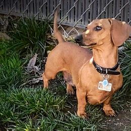 Dachshunds from Denver's Golden Dashies