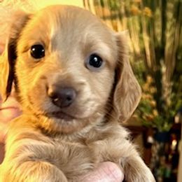 Dachshund Puppies from GretaLo Dachshunds