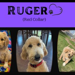 Goldendoodle All Grown Up from Nebraska Doodle Crew