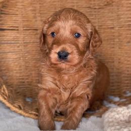 Jasper - Red  male Goldendoodle puppy in Lehi, Utah from Thompson Family Puppies